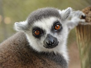 Preview wallpaper lemur, muzzle, eyes