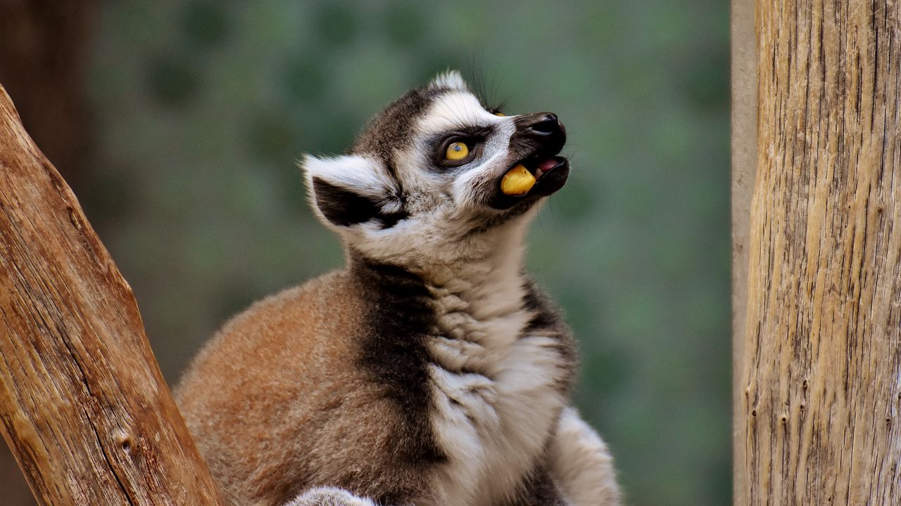 Wallpaper lemur, muzzle, food, look