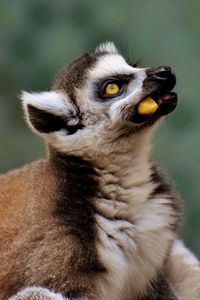 Preview wallpaper lemur, muzzle, food, look