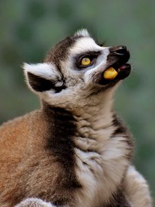 Preview wallpaper lemur, muzzle, food, look