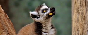 Preview wallpaper lemur, muzzle, food, look