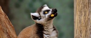 Preview wallpaper lemur, muzzle, food, look