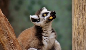 Preview wallpaper lemur, muzzle, food, look