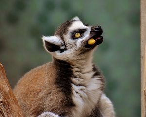 Preview wallpaper lemur, muzzle, food, look