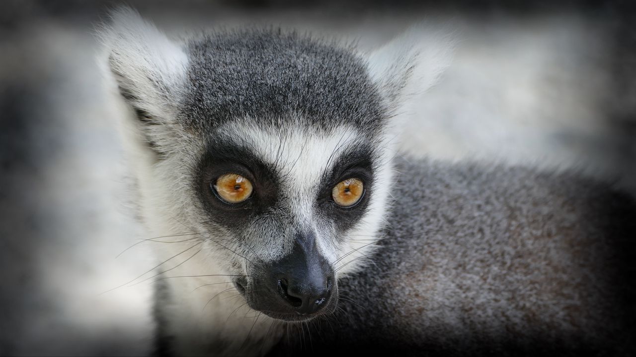 Wallpaper lemur, muzzle, look
