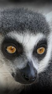 Preview wallpaper lemur, muzzle, look
