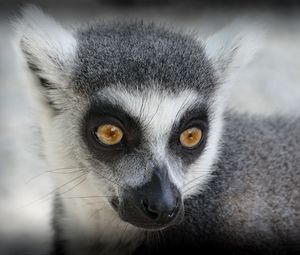 Preview wallpaper lemur, muzzle, look