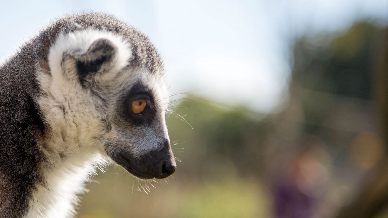 Wallpaper lemur, muzzle, profile, glance