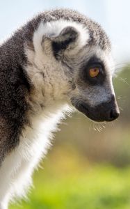 Preview wallpaper lemur, muzzle, profile, glance