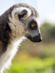 Preview wallpaper lemur, muzzle, profile, glance