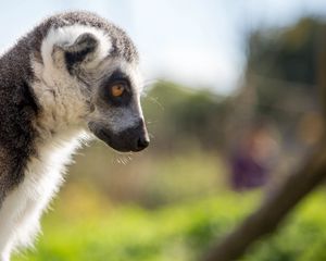 Preview wallpaper lemur, muzzle, profile, glance