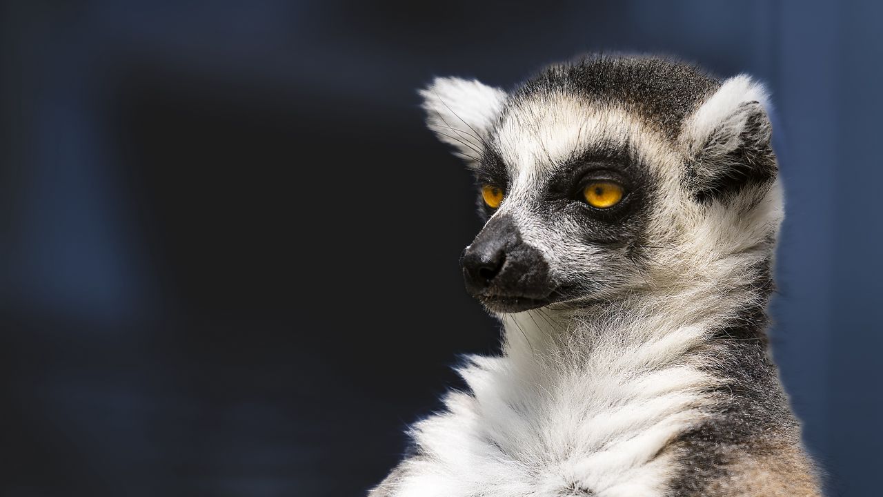 Wallpaper lemur, portrait, yellow eyes, fluffy