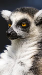 Preview wallpaper lemur, portrait, yellow eyes, fluffy