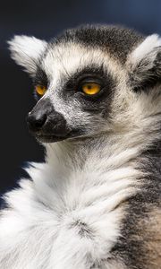 Preview wallpaper lemur, portrait, yellow eyes, fluffy