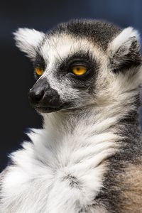 Preview wallpaper lemur, portrait, yellow eyes, fluffy