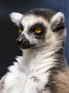 Preview wallpaper lemur, portrait, yellow eyes, fluffy