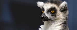 Preview wallpaper lemur, portrait, yellow eyes, fluffy