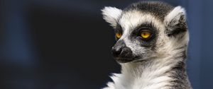 Preview wallpaper lemur, portrait, yellow eyes, fluffy