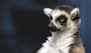 Preview wallpaper lemur, portrait, yellow eyes, fluffy