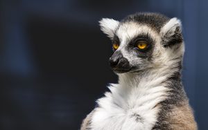 Preview wallpaper lemur, portrait, yellow eyes, fluffy