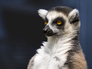 Preview wallpaper lemur, portrait, yellow eyes, fluffy