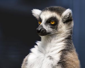 Preview wallpaper lemur, portrait, yellow eyes, fluffy