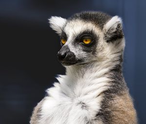 Preview wallpaper lemur, portrait, yellow eyes, fluffy