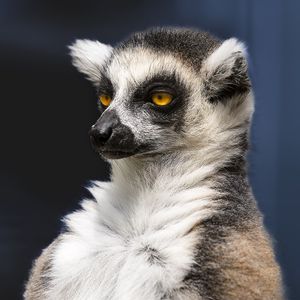 Preview wallpaper lemur, portrait, yellow eyes, fluffy