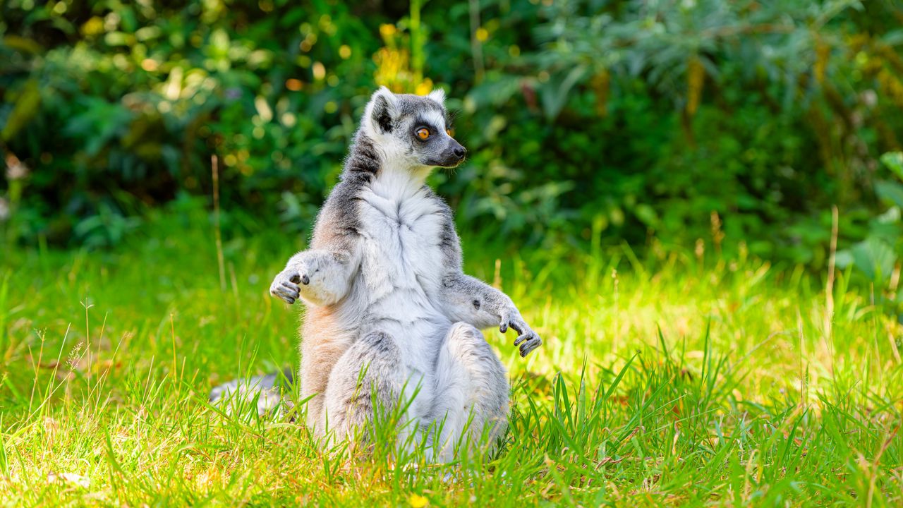 Wallpaper lemur, pose, animal, wildlife, funny