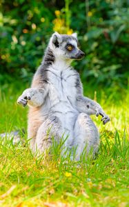 Preview wallpaper lemur, pose, animal, wildlife, funny