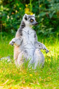 Preview wallpaper lemur, pose, animal, wildlife, funny