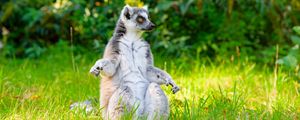 Preview wallpaper lemur, pose, animal, wildlife, funny