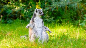 Preview wallpaper lemur, pose, animal, wildlife, funny