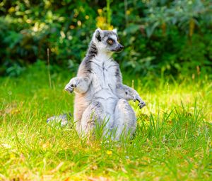 Preview wallpaper lemur, pose, animal, wildlife, funny