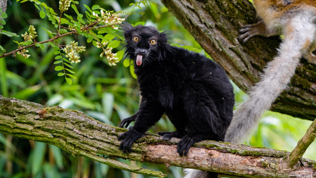 Wallpaper lemur, protruding tongue, funny, black, wilderness