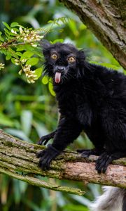 Preview wallpaper lemur, protruding tongue, funny, black, wilderness