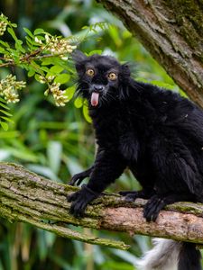 Preview wallpaper lemur, protruding tongue, funny, black, wilderness