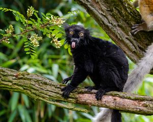 Preview wallpaper lemur, protruding tongue, funny, black, wilderness