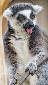 Preview wallpaper lemur, protruding tongue, funny, wildlife