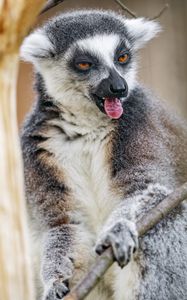 Preview wallpaper lemur, protruding tongue, funny, wildlife