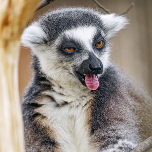 Preview wallpaper lemur, protruding tongue, funny, wildlife