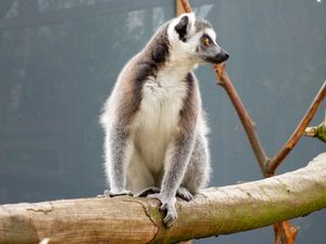 Preview wallpaper lemur, reserve, sitting