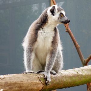 Preview wallpaper lemur, reserve, sitting