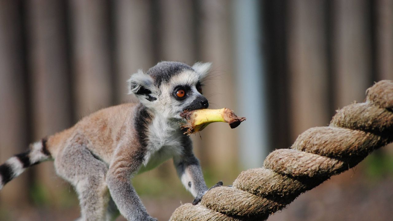 Wallpaper lemur, rope, food, walk, animal