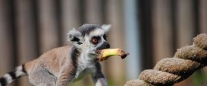 Preview wallpaper lemur, rope, food, walk, animal