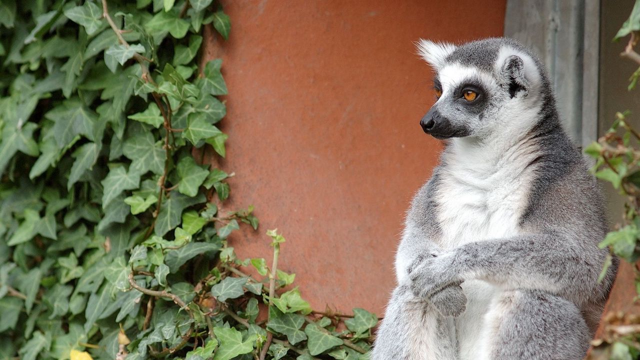 Wallpaper lemur, sit, old, gray