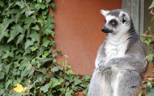 Preview wallpaper lemur, sit, old, gray