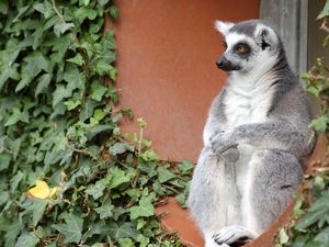 Preview wallpaper lemur, sit, old, gray