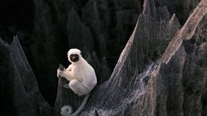 Preview wallpaper lemur, sit, stones