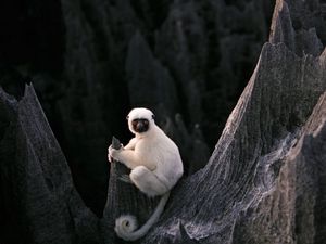 Preview wallpaper lemur, sit, stones